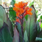 Canna Verdi