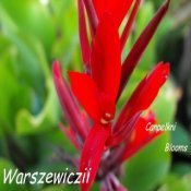 Warszewiczii is a species canna