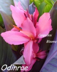 canna odinrae canna odinrae
