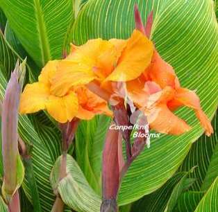 picture of variegated orange flowering canna plant