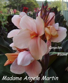 picture of canna lily Madame Angele Martin