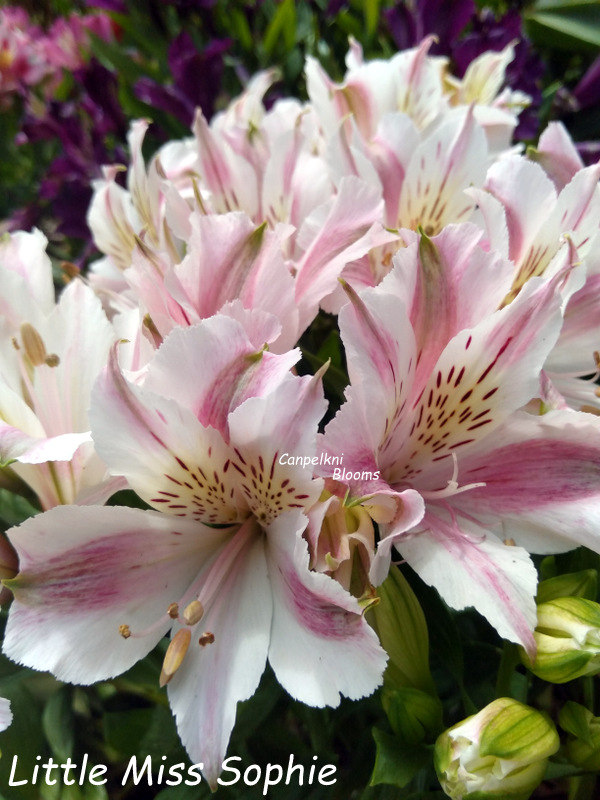 Alstroemeria Little Miss Sophie