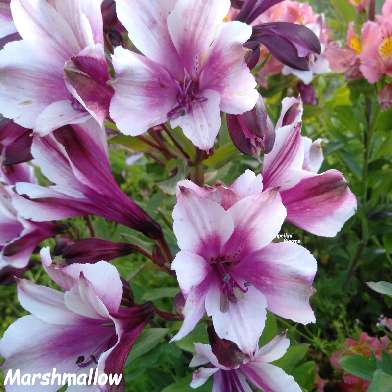 Marshmallow flower Marshmallow flower