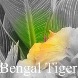 All about canna Bengal Tiger