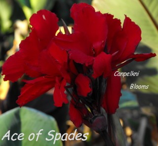 canna ace of spades