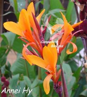 Canna Annei Hy