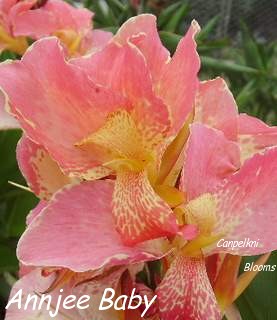 The paler pink flowering Annjee Baby
