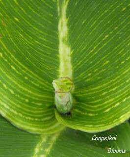 picture of variegated leaves from canna Bangkok