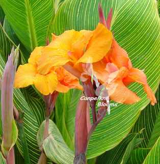 canna Bengal Tiger