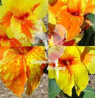 canna Britannia