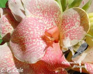 Cannas C F Cole with pink spotted garden flowers