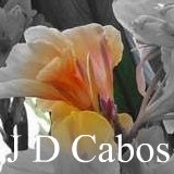 All about the canna J. D. Cabos