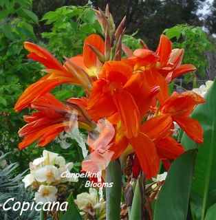 Canna Copicana