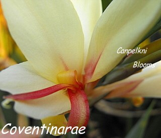 canna coventinarae