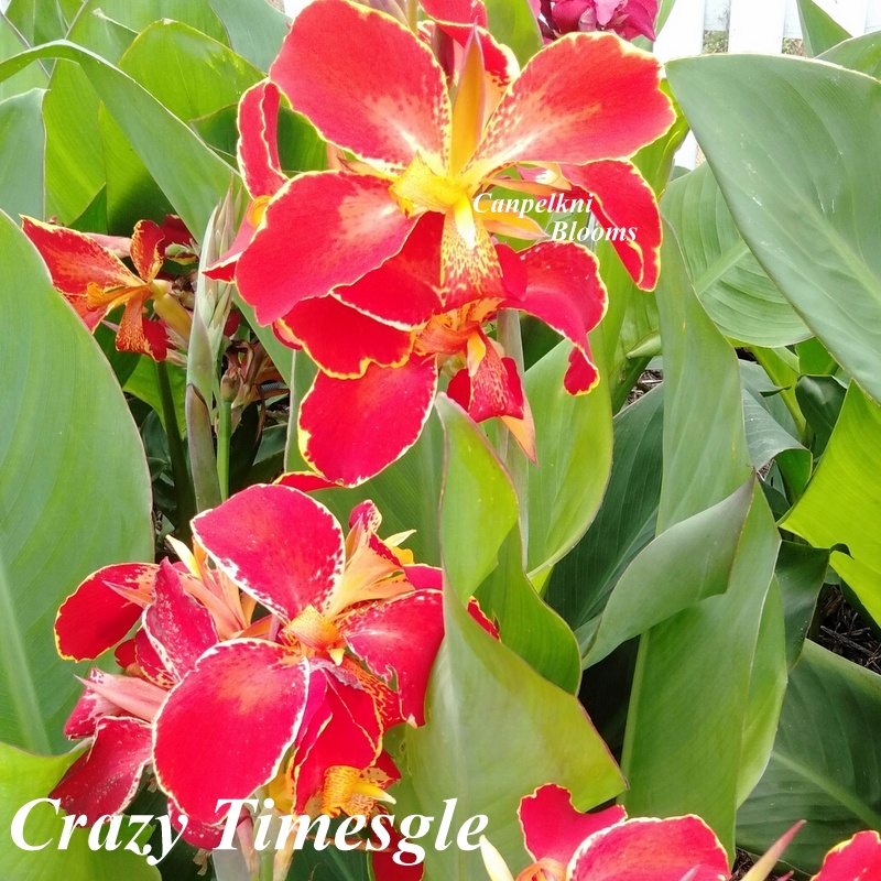 Canpelkni Blooms Canna Varieties of these Tropical Flowering Plants