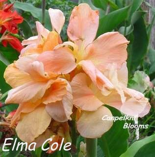 Pretty garden flowers from Elma Cole