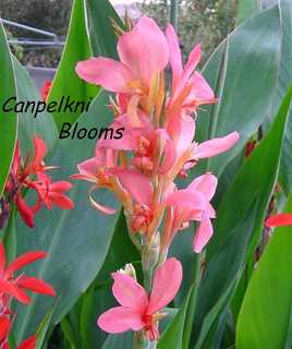 Pink canna "Erebus" pond plant &Free bog marginal plant 
