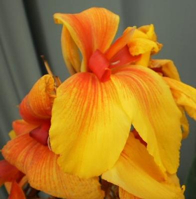 An 'unaltered' photo of Canna Frau Gartenburg
