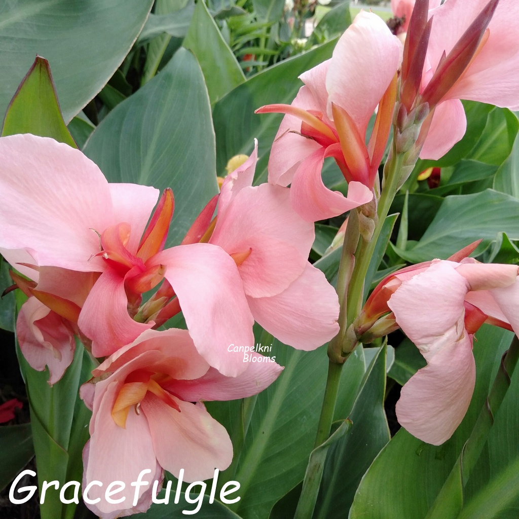 Pink Flowers on Gracefulgle