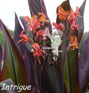 Canna Intrigue is a tall growing plant with long leaves