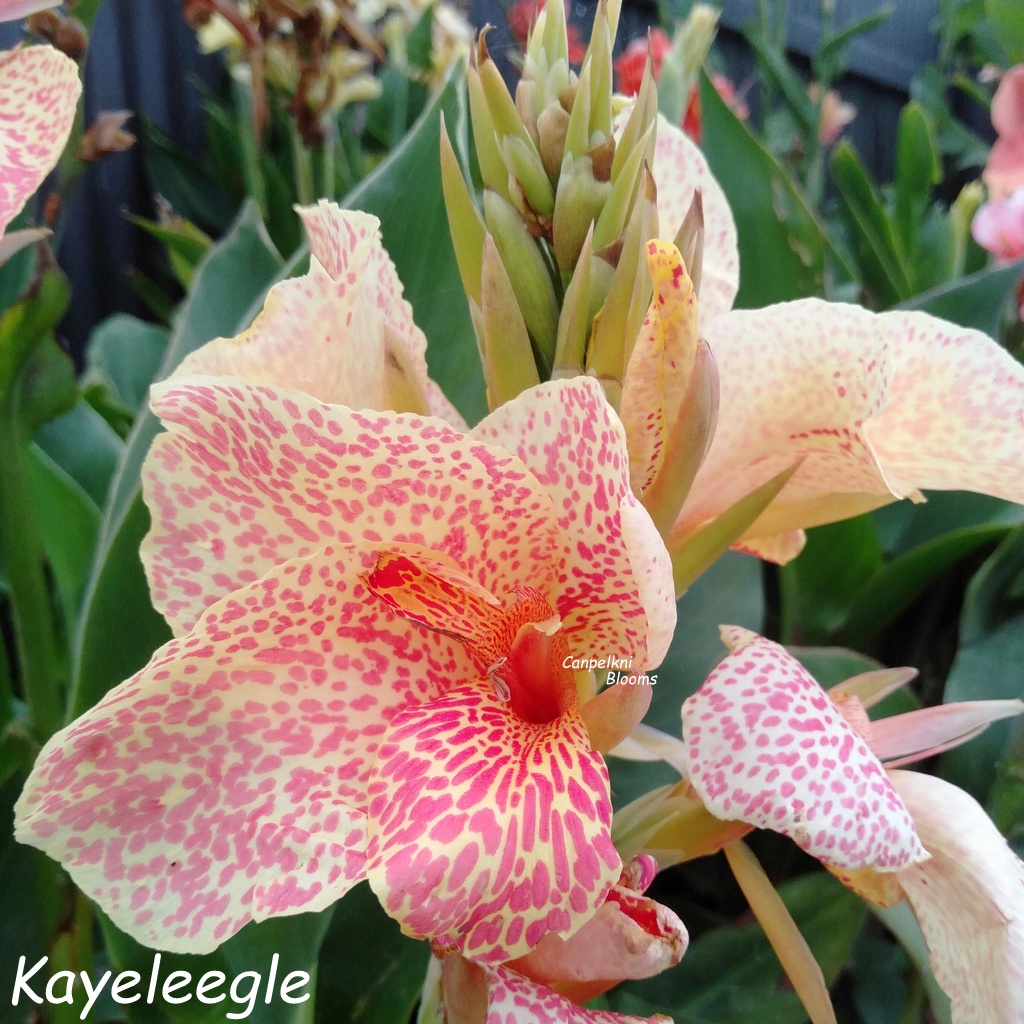 canna Kayelee