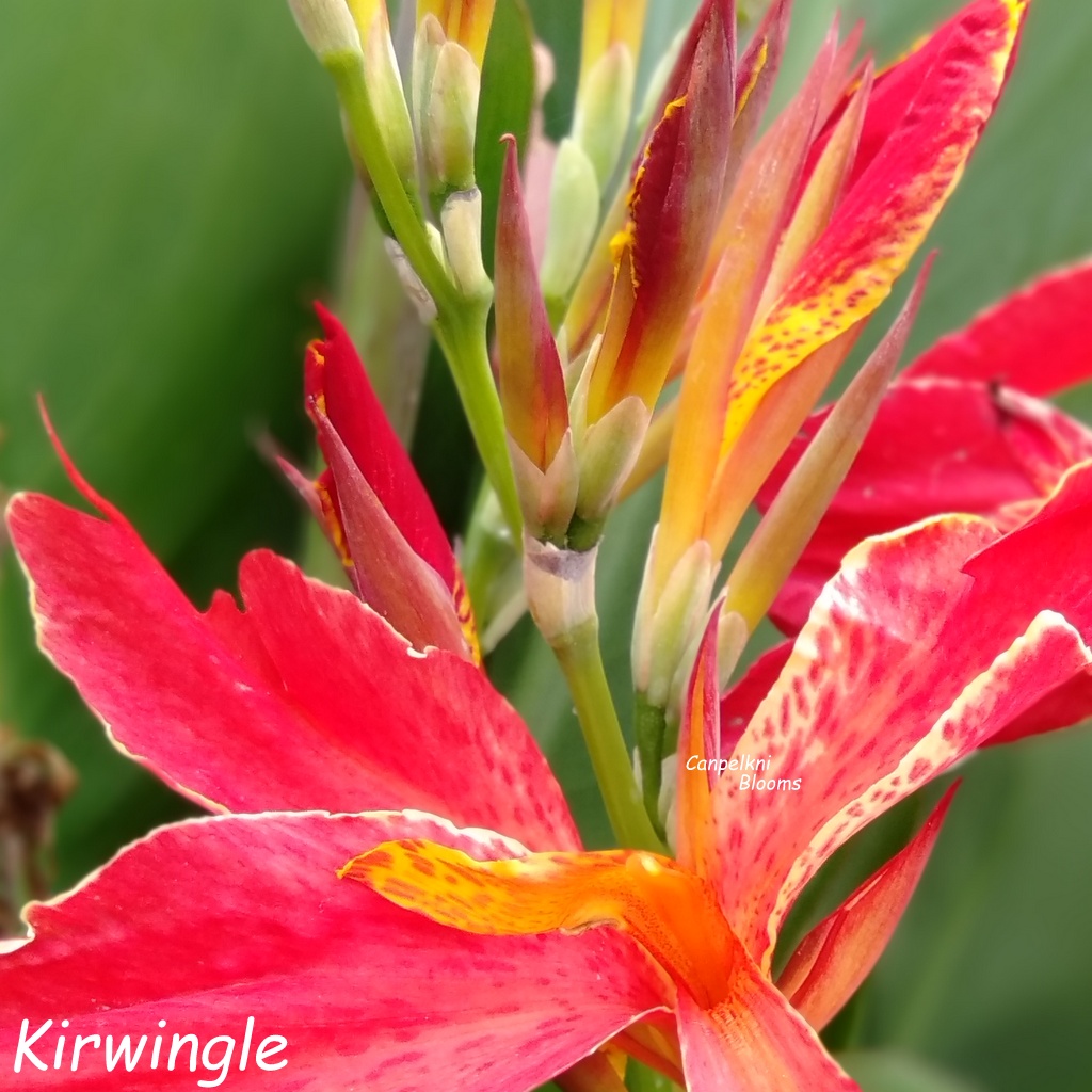 Canna Kirwingle