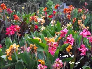 pictures of canna flower the garden tropical plants