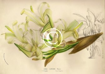 Rare white canna species Liliiflora flower prints for sale of this old world plant.