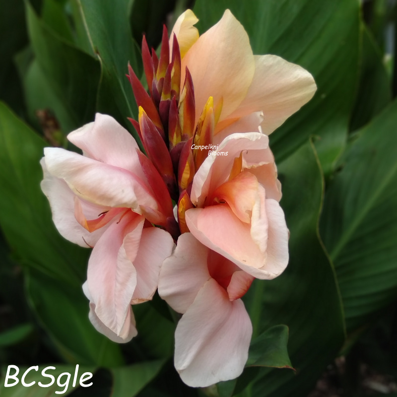 Canna BCSgle