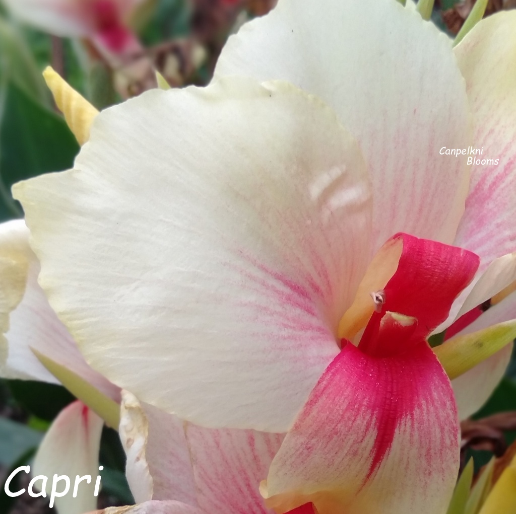 Canna Capri