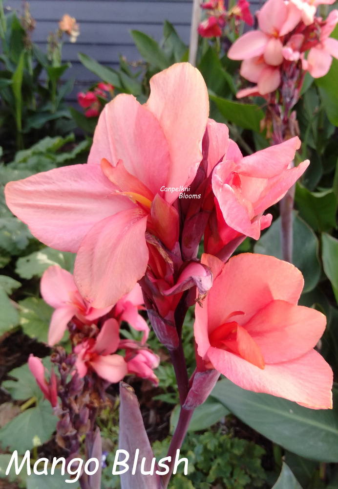 Canna Mango Blush