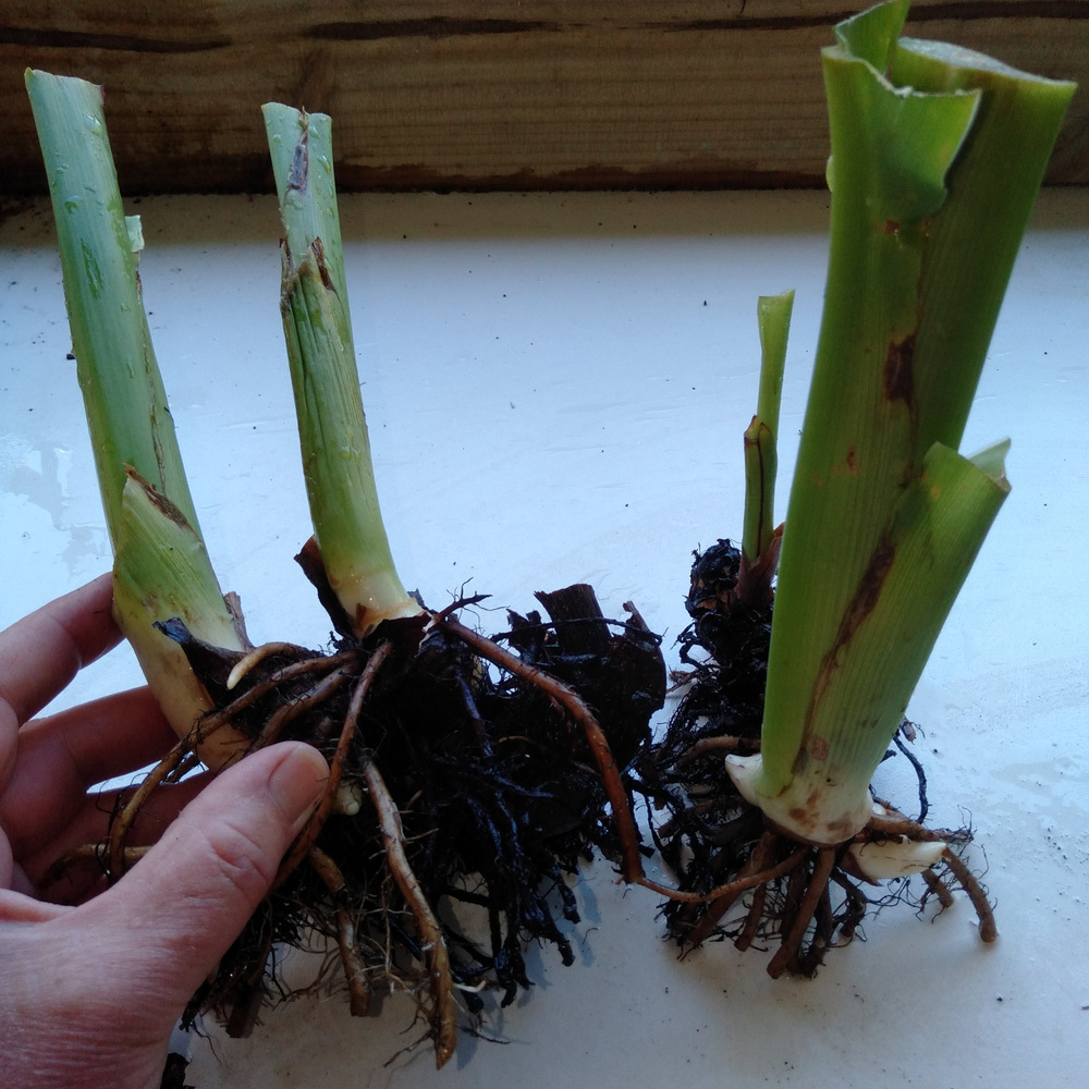 Examples of canna divisions ready to be posted