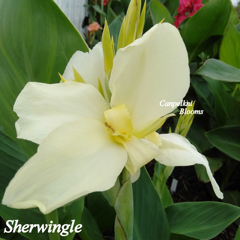 Sherwingle canna sherwin