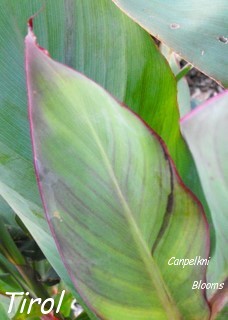 canna Tirol leaves