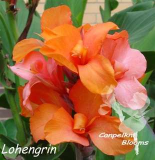 canna Lohengrin