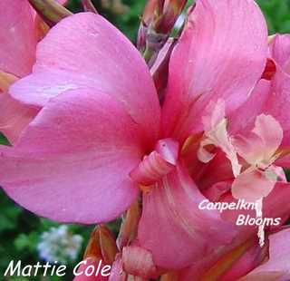 The pink Australian plants include Mattie Cole