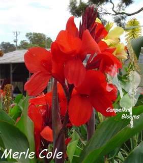 Merle Cole of Cannas Australia