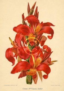 Picture of a chromolith of old world plant canna Mme Joanni Sallier .