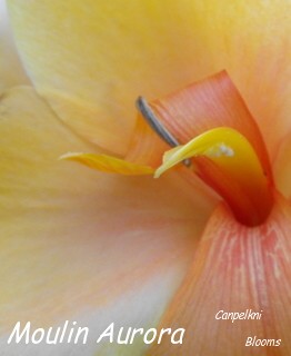 picture of a anther on garden flower