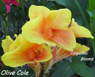 Beautiful garden cannas such as Olive Cole with green leaves