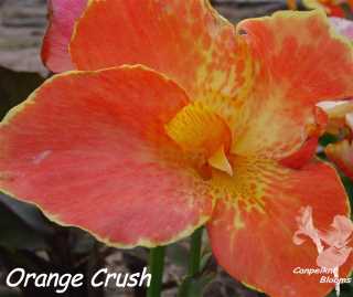 canna orange crush