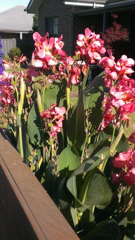 Cannas Rosea Superba growing very well at Traralgon in Country Victoria