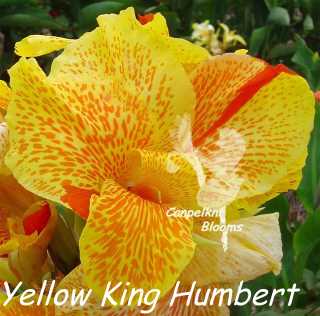 picture of striped Yellow King Humbert