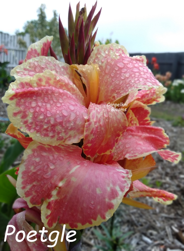 canna Poetgle