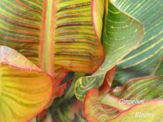 Picture of canna Pringle Bay leaves beautiful striped and variegated plants in the garden
