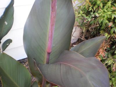 Foliage of canna 'Salmon Watsonia' 2012