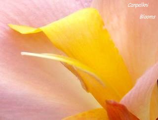 picture of a cannas flower part the stamen