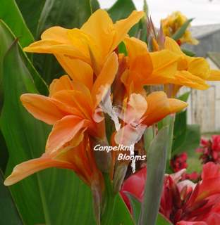 Canna Star of India