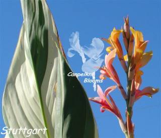 Pictures of Cannas Stuttgart Flowering in the Garden