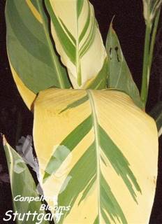 shade garden variegated plants